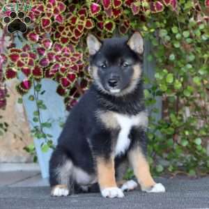 Rachel, Shiba Inu Puppy