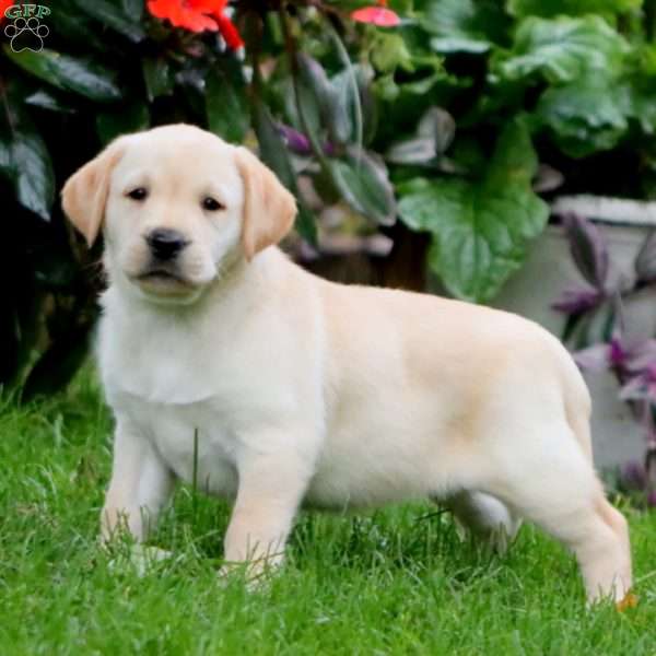 Rainbow, Yellow Labrador Retriever Puppy