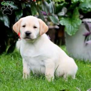 Rainbow, Yellow Labrador Retriever Puppy