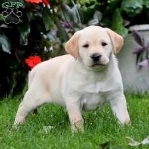Rainbow, Yellow Labrador Retriever Puppy