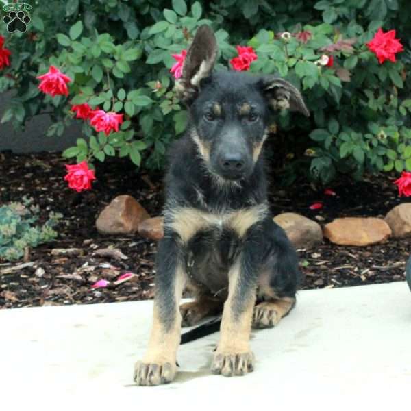 Raine, German Shepherd Puppy