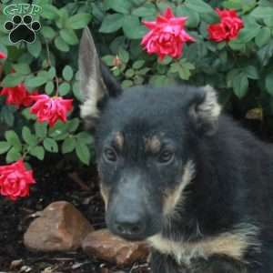 Raine, German Shepherd Puppy