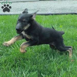 Raine, German Shepherd Puppy