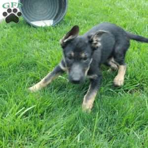 Raine, German Shepherd Puppy