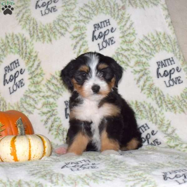 Raisin, Mini Bernedoodle Puppy