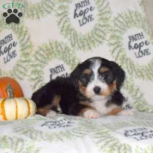 Raisin, Mini Bernedoodle Puppy