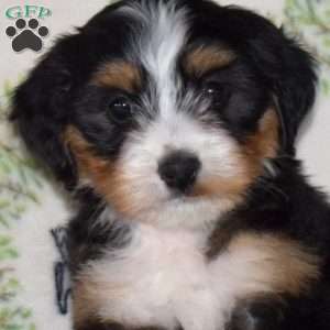 Raisin, Mini Bernedoodle Puppy