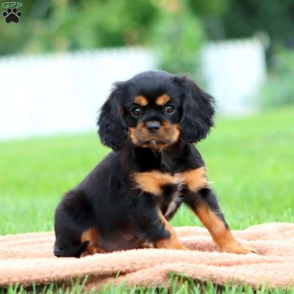 Rambo, Cavalier King Charles Spaniel Puppy