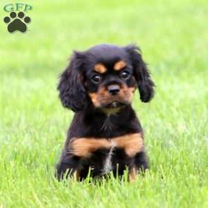 Rambo, Cavalier King Charles Spaniel Puppy
