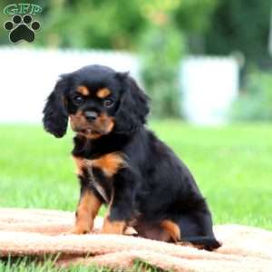 Rambo, Cavalier King Charles Spaniel Puppy