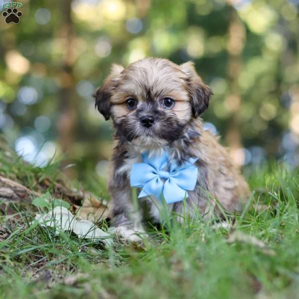Randy, Lhasa Apso Puppy