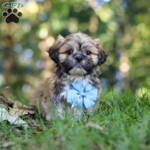 Randy, Lhasa Apso Puppy