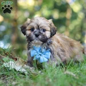 Randy, Lhasa Apso Puppy