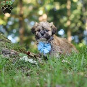 Randy, Lhasa Apso Puppy