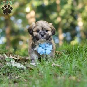 Randy, Lhasa Apso Puppy