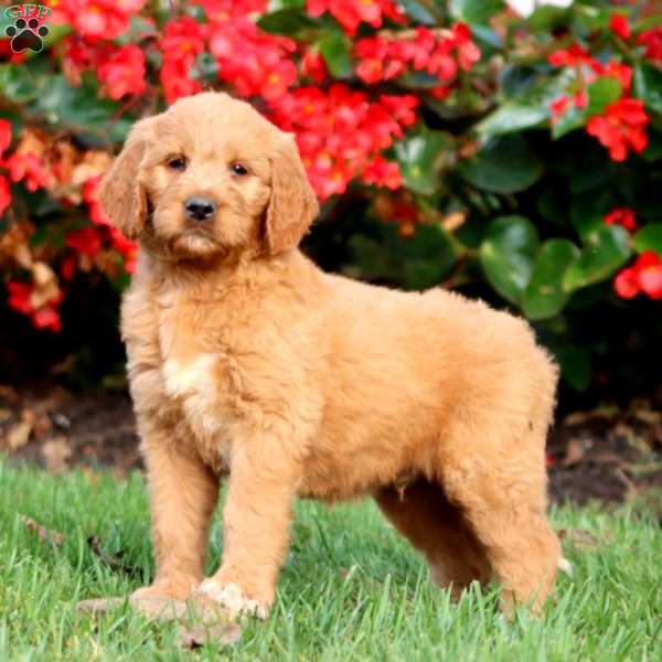 Randy, Goldendoodle Puppy