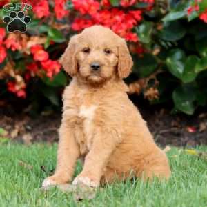 Randy, Goldendoodle Puppy