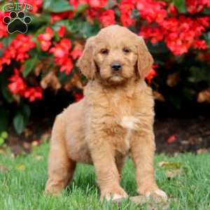 Randy, Goldendoodle Puppy