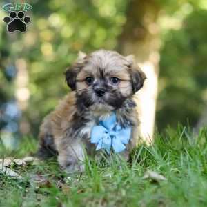 Randy, Lhasa Apso Puppy