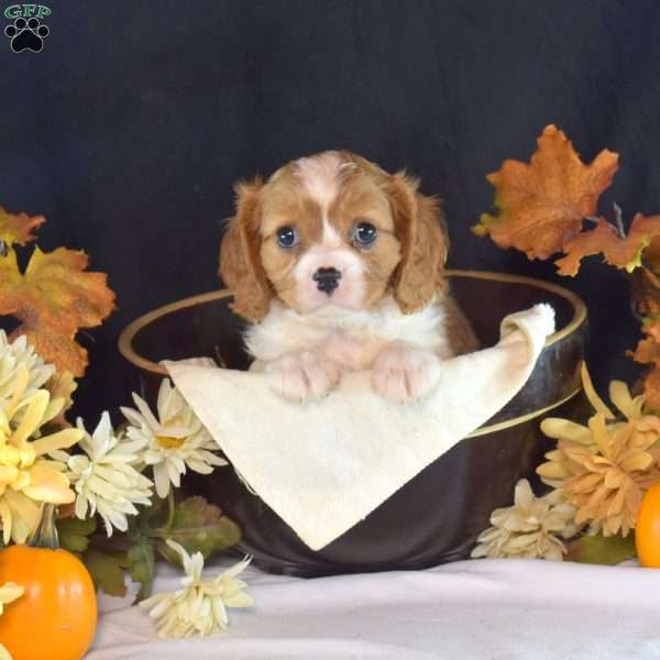 Ranger, Cavalier King Charles Spaniel Puppy