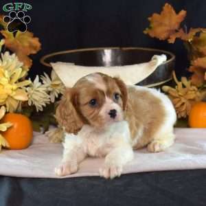 Ranger, Cavalier King Charles Spaniel Puppy