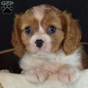 Ranger, Cavalier King Charles Spaniel Puppy
