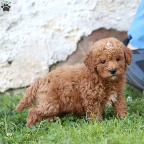Ranger, Mini Goldendoodle Puppy