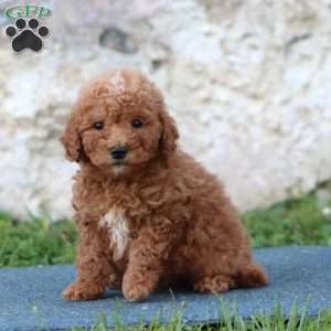 Ranger, Mini Goldendoodle Puppy