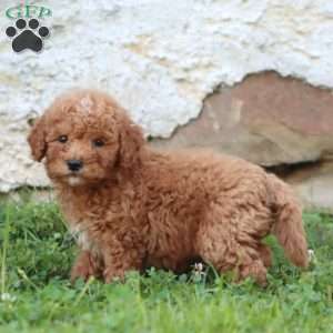 Ranger, Mini Goldendoodle Puppy