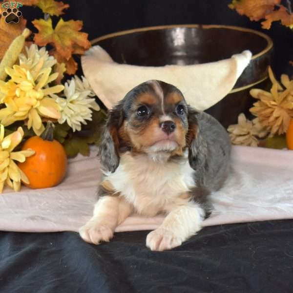 Rascal, Cavalier King Charles Spaniel Puppy