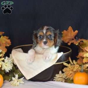 Rascal, Cavalier King Charles Spaniel Puppy