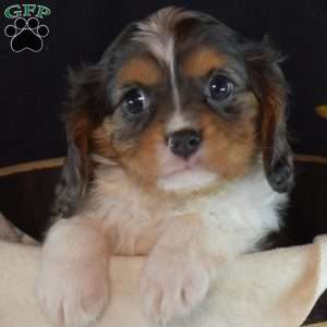 Rascal, Cavalier King Charles Spaniel Puppy