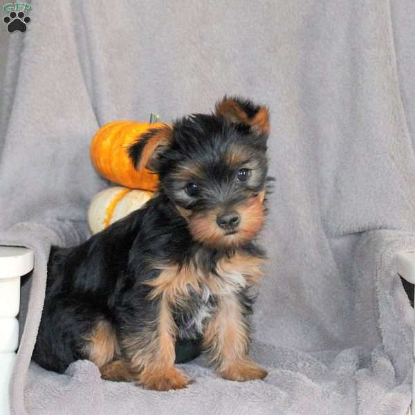 Raya, Yorkie Puppy