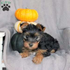 Raya, Yorkie Puppy