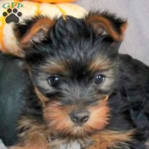 Raya, Yorkie Puppy