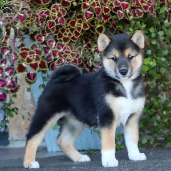 Rayna, Shiba Inu Puppy