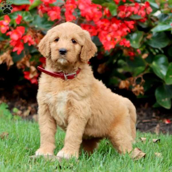 Rayna, Goldendoodle Puppy