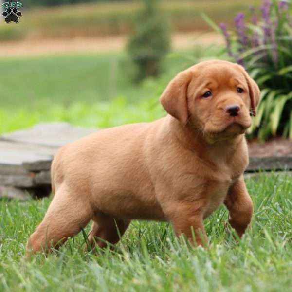 Rayna, Fox Red Labrador Retriever Puppy