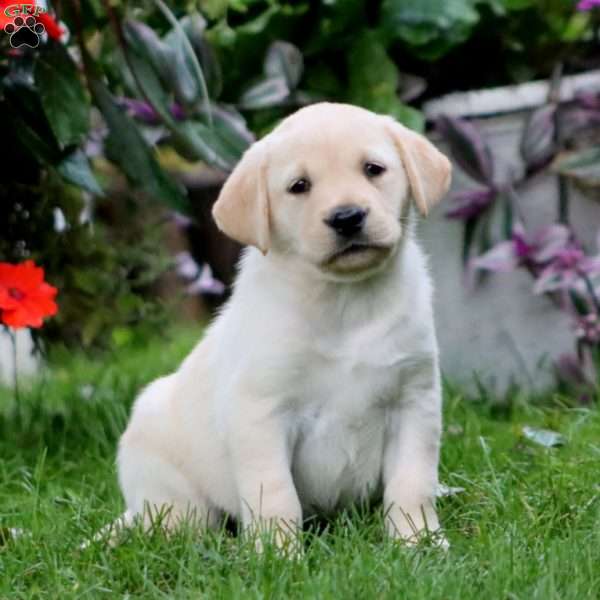 Rayna, Yellow Labrador Retriever Puppy