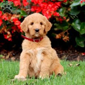 Rayna, Goldendoodle Puppy