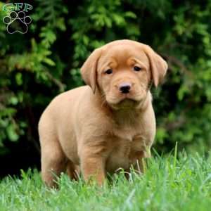 Rayna, Fox Red Labrador Retriever Puppy