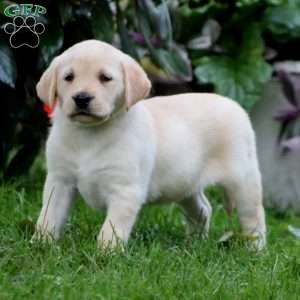 Rayna, Yellow Labrador Retriever Puppy