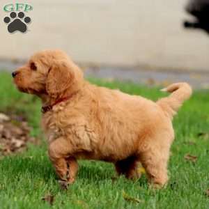 Rayna, Goldendoodle Puppy