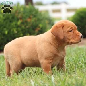 Rayna, Fox Red Labrador Retriever Puppy