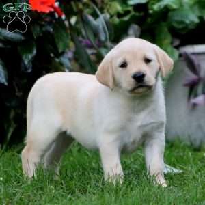 Rayna, Yellow Labrador Retriever Puppy
