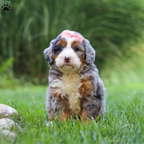 Razzel, Mini Bernedoodle Puppy