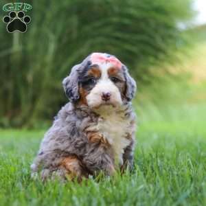 Razzel, Mini Bernedoodle Puppy