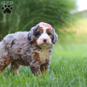 Razzel, Mini Bernedoodle Puppy