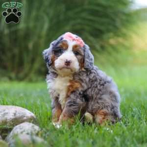 Razzel, Mini Bernedoodle Puppy