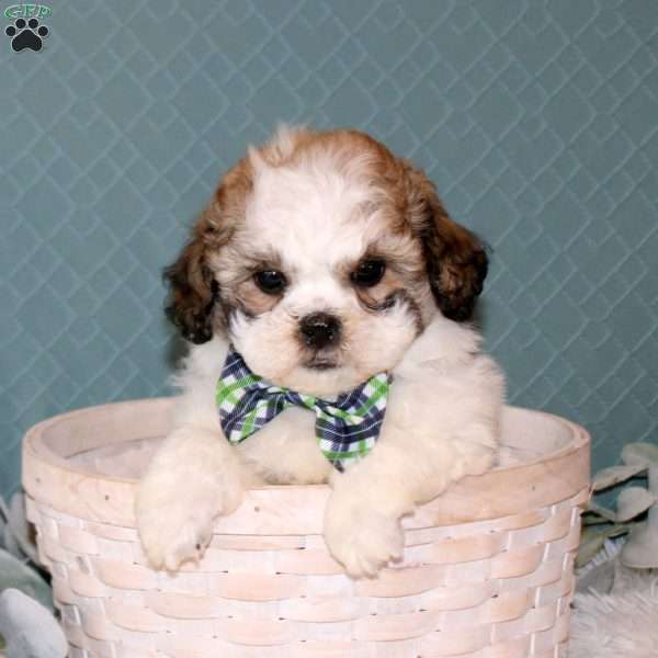 Reagan, Teddy Bear Puppy